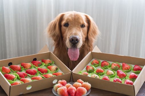 Golden Retriever Looks At Strawberries On The Table