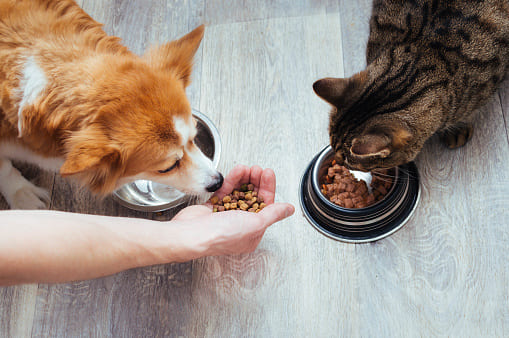 Can Dogs Eat Cat Food1