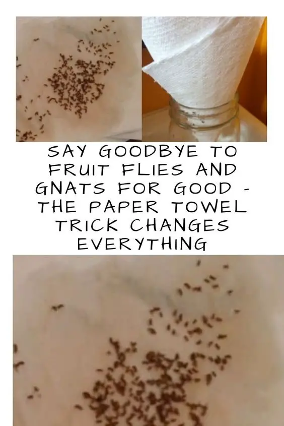 Say Goodbye To Fruit Flies And Mosquitoes Forever – The