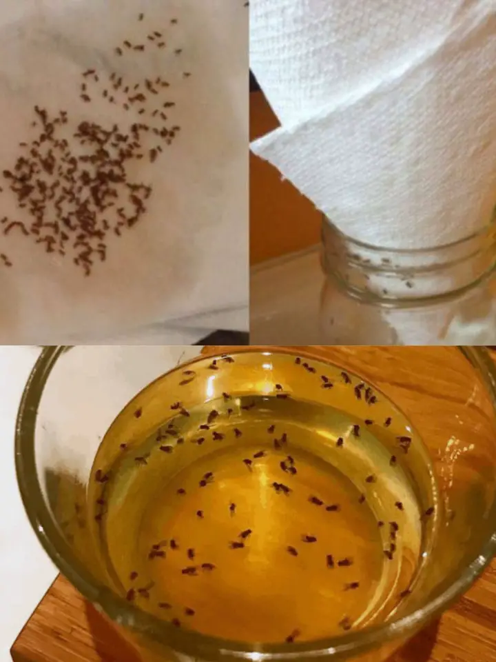 Say Goodbye To Fruit Flies And Mosquitoes Forever – These